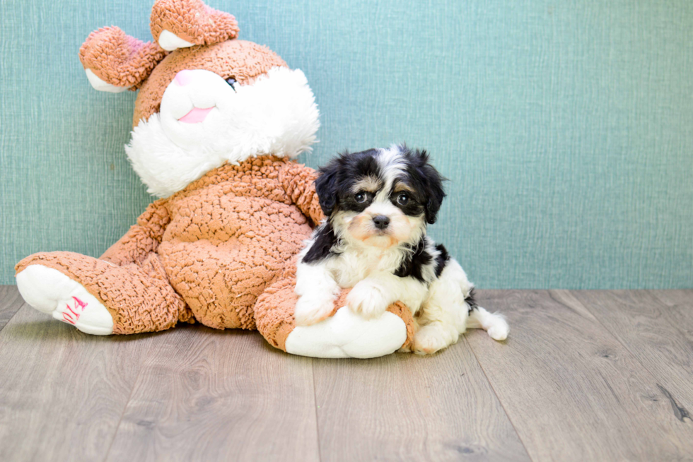 Funny Cavachon Designer Pup