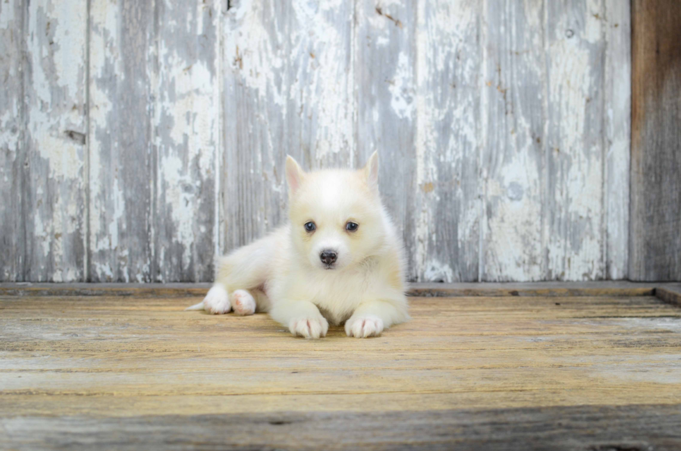 Pomsky Pup Being Cute