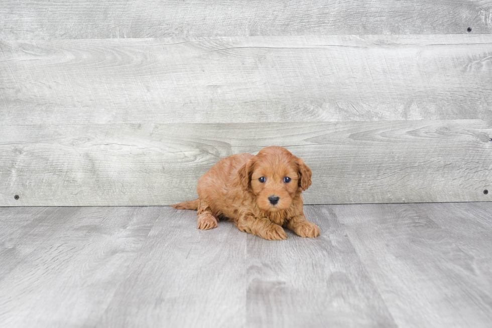 Cavapoo Pup Being Cute