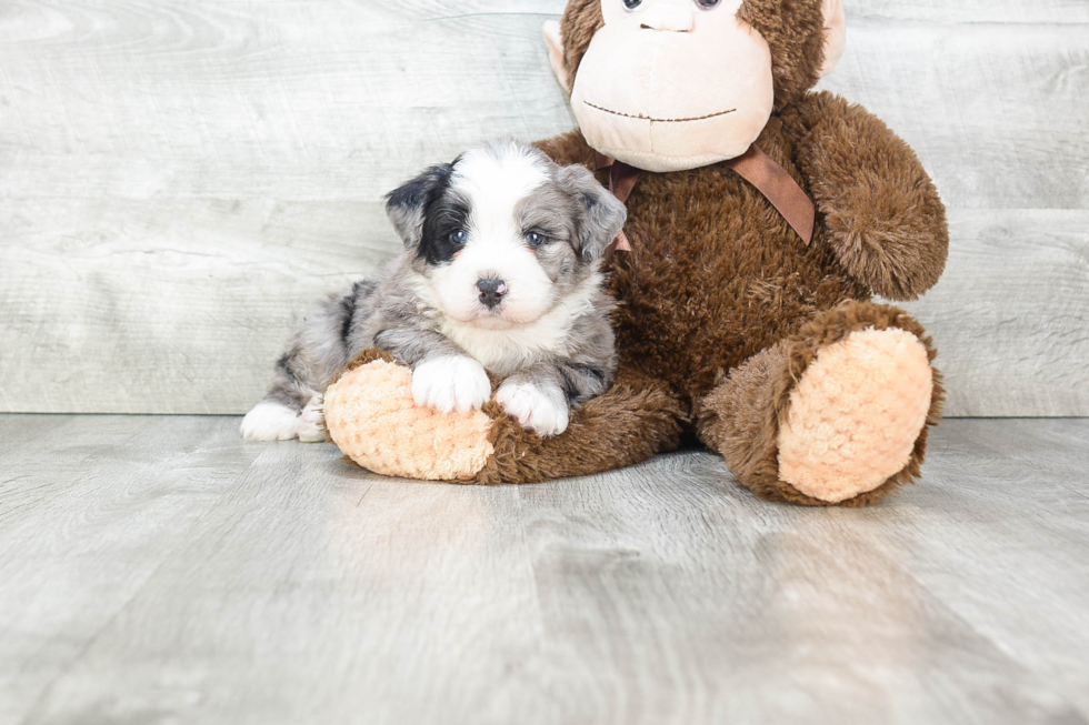 Fluffy Mini Bernedoodle Poodle Mix Pup