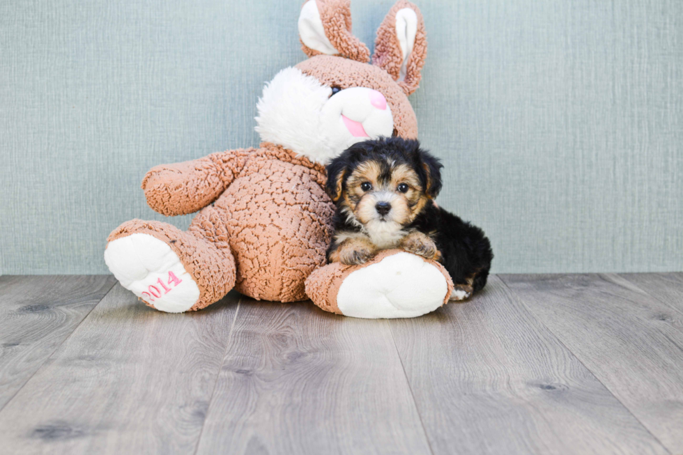 Adorable Yorkie Designer Puppy