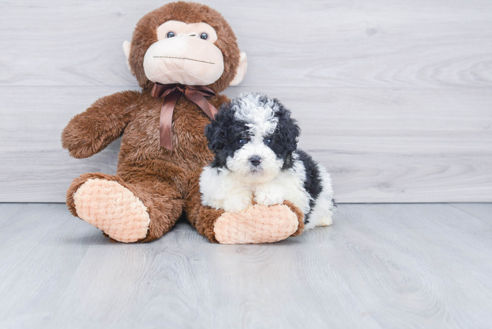 Energetic Mini Berniedoodle Poodle Mix Puppy