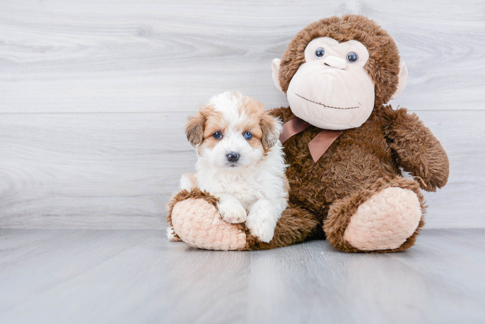 Mini Aussiedoodle Puppy for Adoption