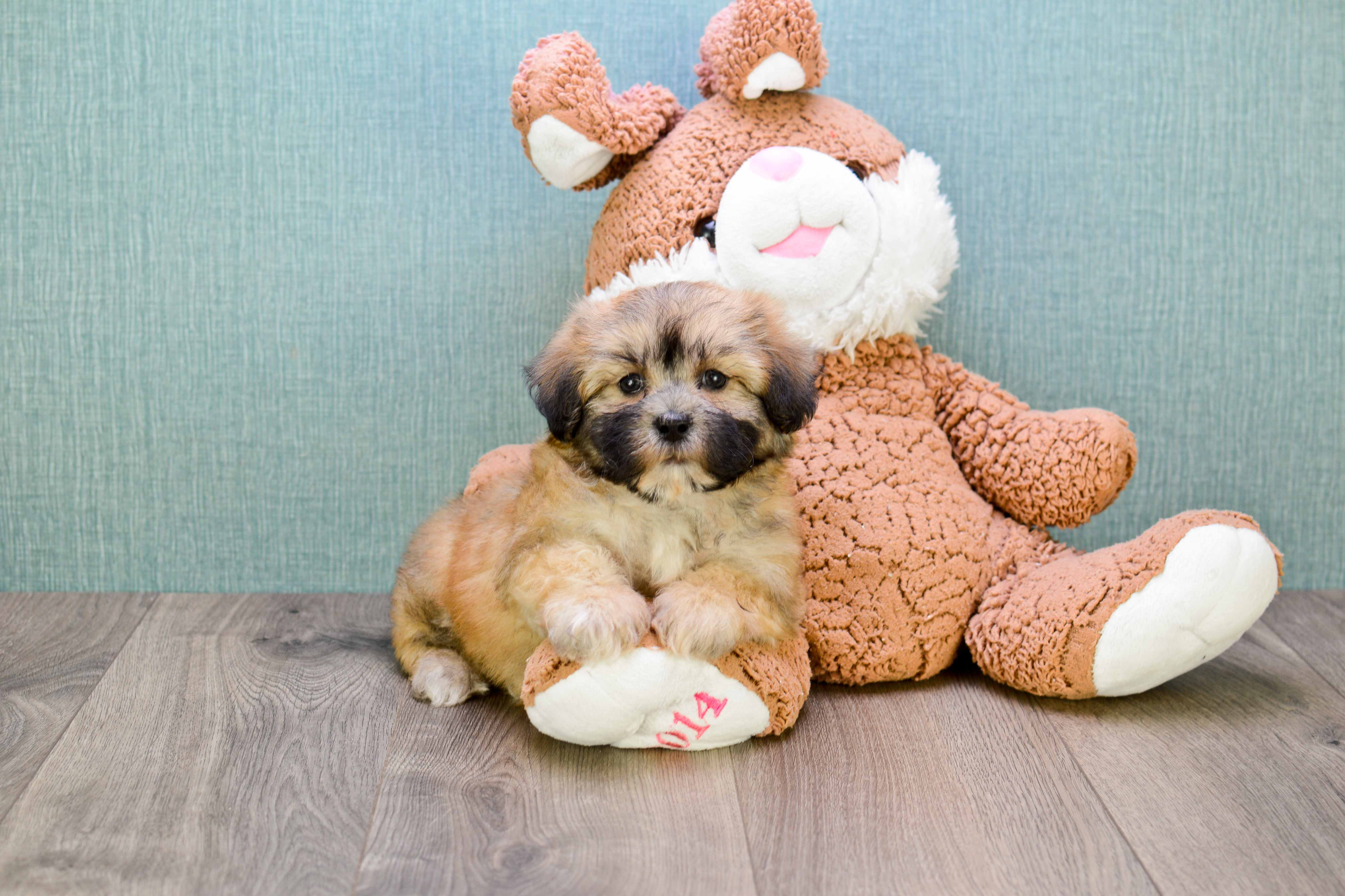 Energetic Shichon Designer Puppy