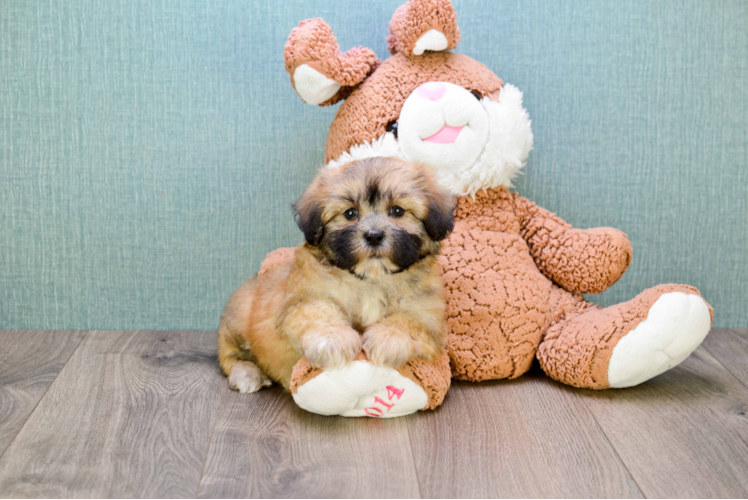 Energetic Shichon Designer Puppy