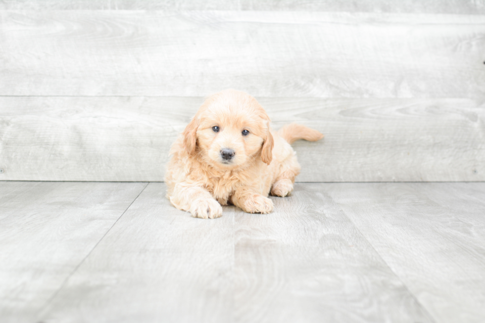 Mini Goldendoodle Puppy for Adoption