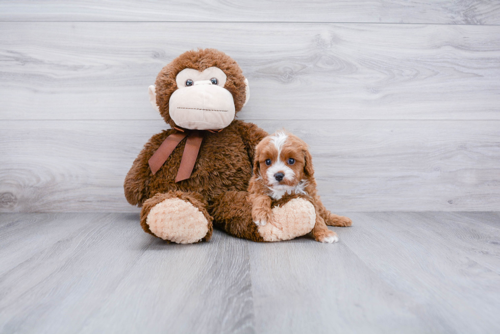 Cavapoo Puppy for Adoption