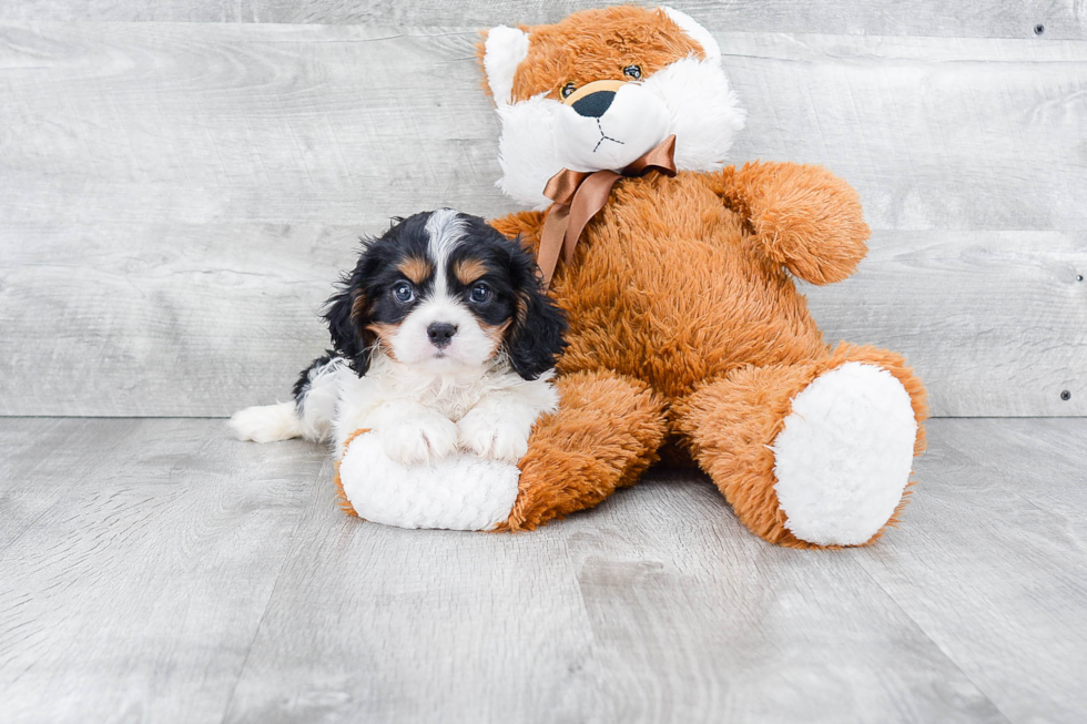 Best Cavalier King Charles Spaniel Baby