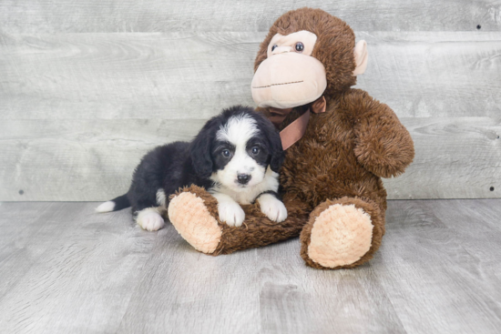 Mini Bernedoodle Puppy for Adoption