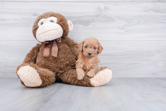 Energetic Cockerpoo Poodle Mix Puppy