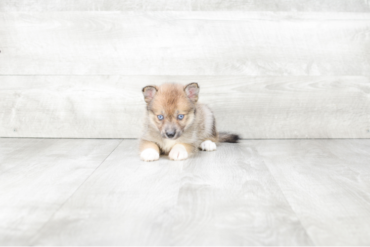 Little Mini Husky Designer Puppy