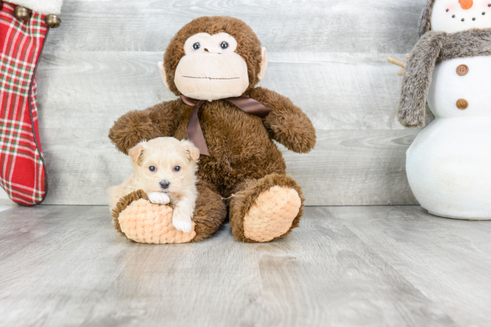 Maltipoo Puppy for Adoption