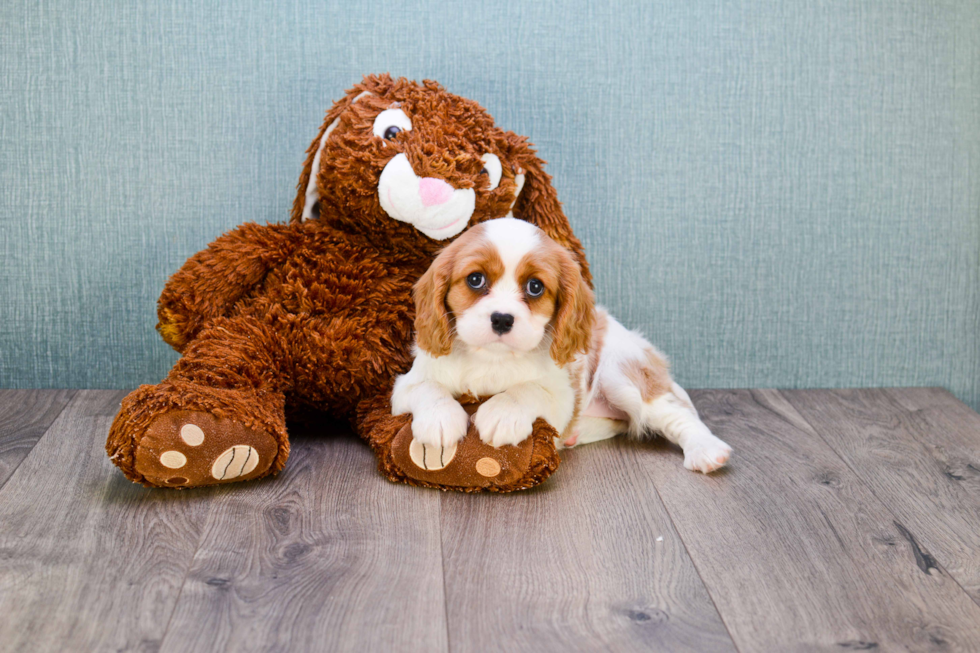 Cavalier King Charles Spaniel Pup Being Cute