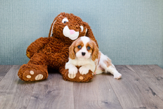 Cavalier King Charles Spaniel Pup Being Cute