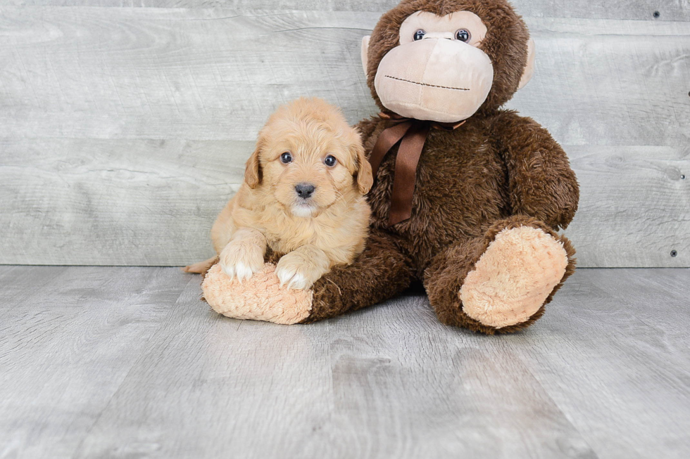 Sweet Mini Goldendoodle Baby