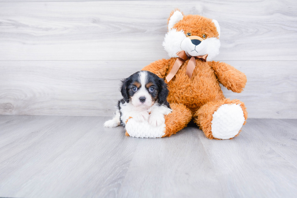 Best Cavalier King Charles Spaniel Baby