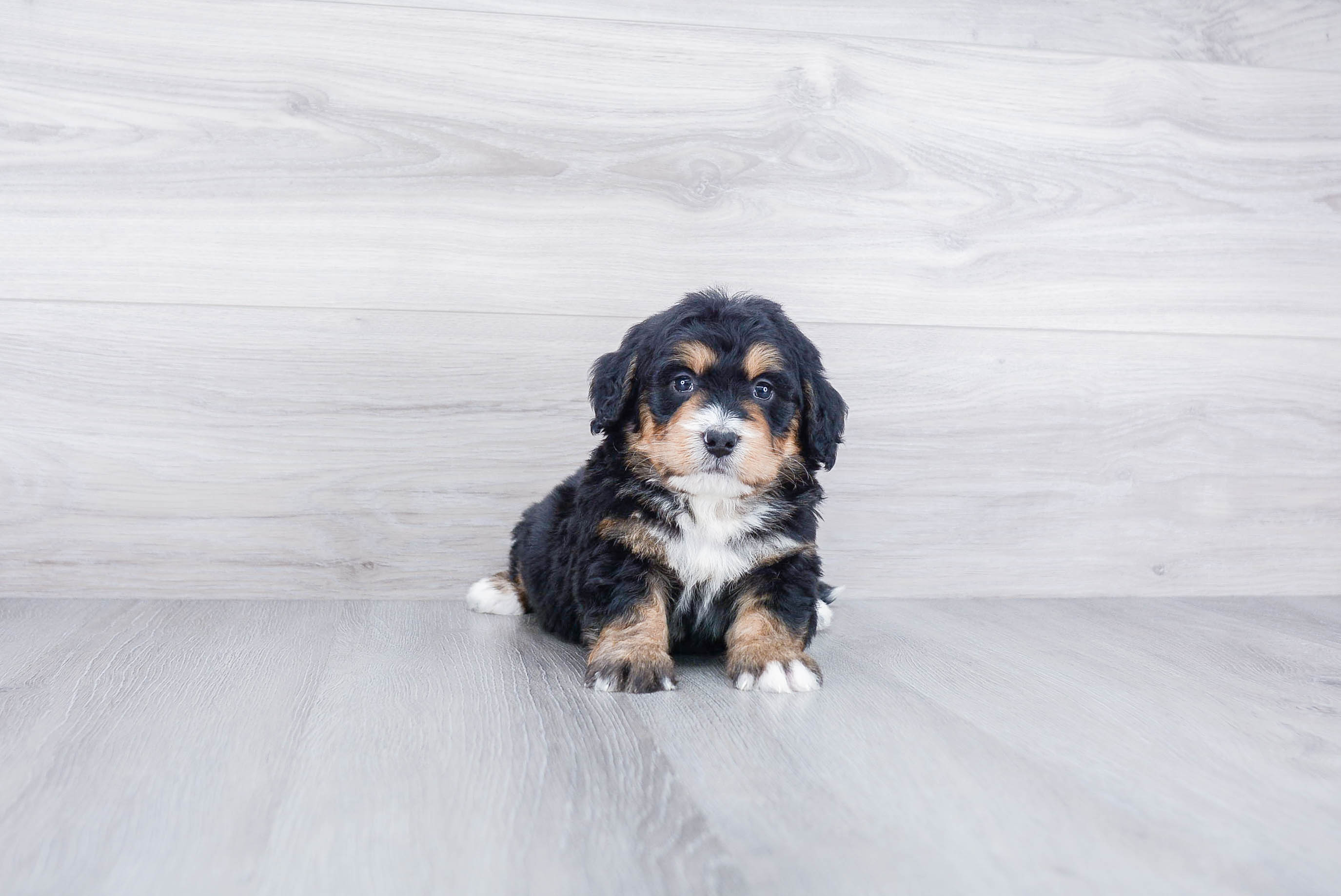Energetic Bernadoodle Poodle Mix Puppy