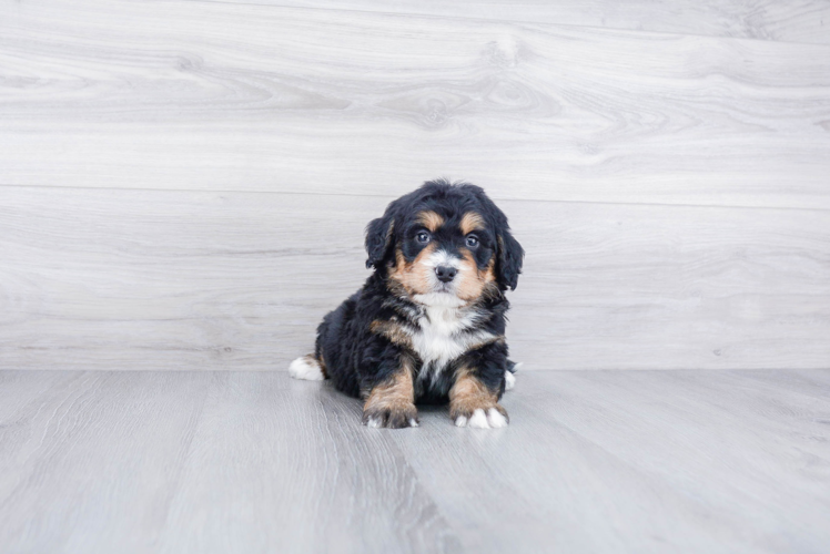 Energetic Bernadoodle Poodle Mix Puppy