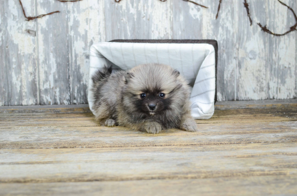 Pomeranian Puppy for Adoption