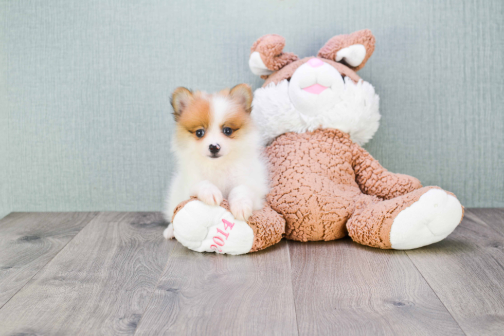 Funny Pomeranian Purebred Pup