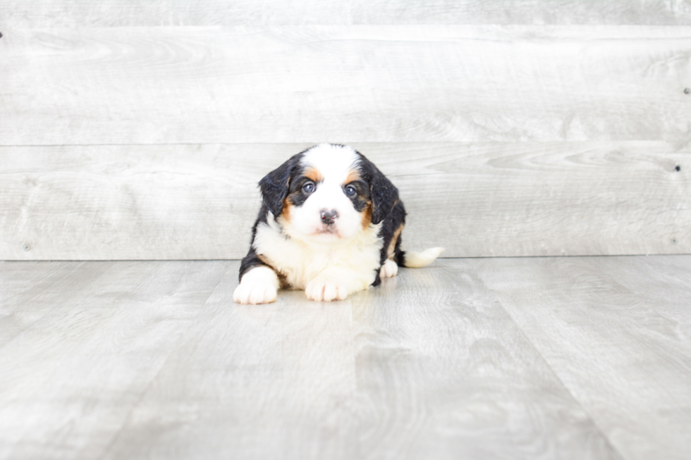 Best Mini Bernedoodle Baby