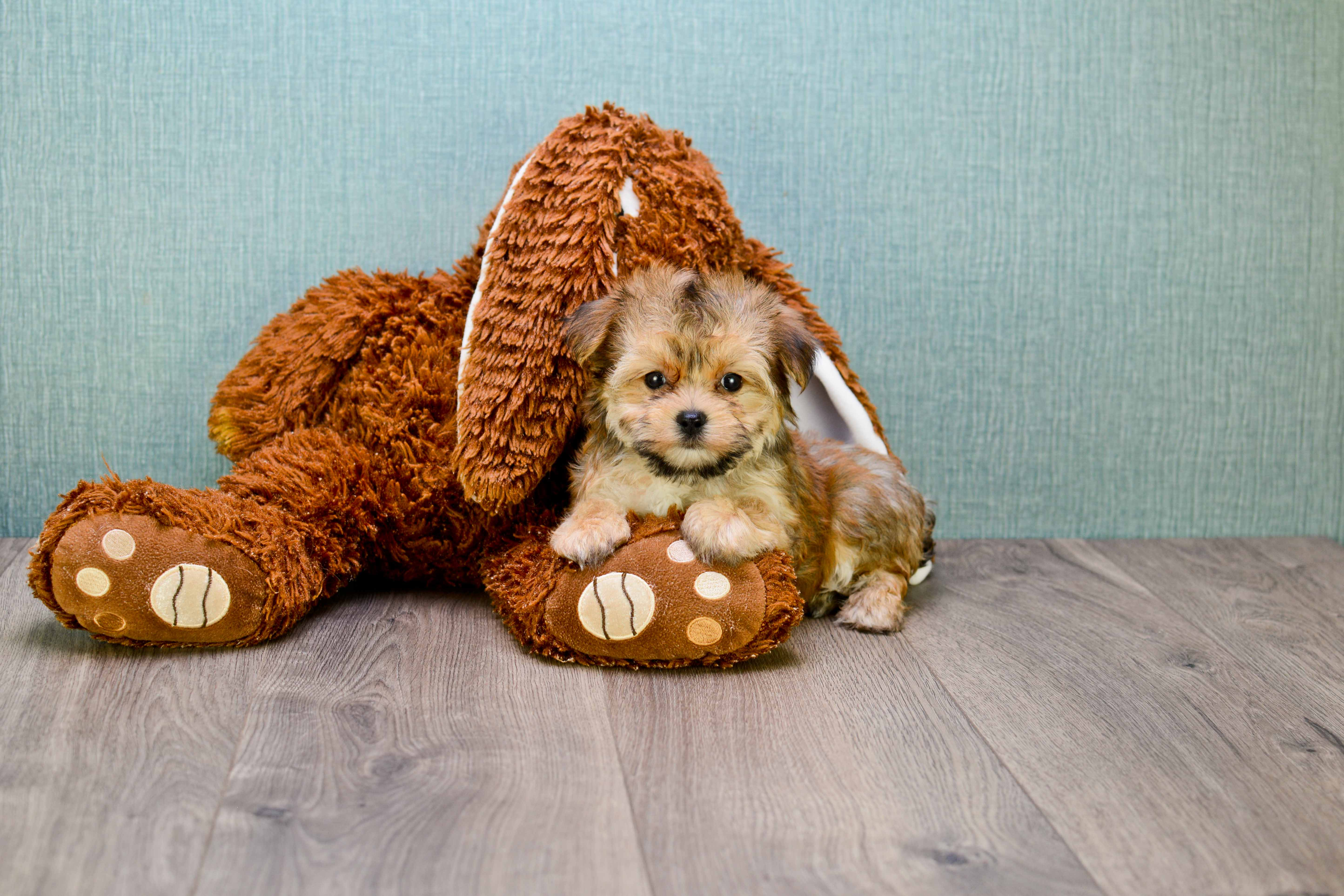Energetic Yorkie Designer Puppy