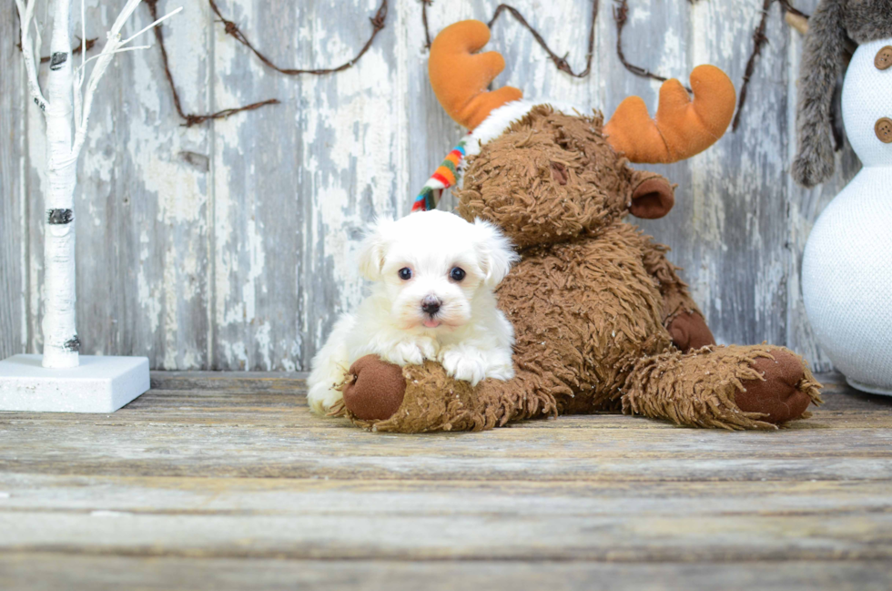 Best Havanese Baby