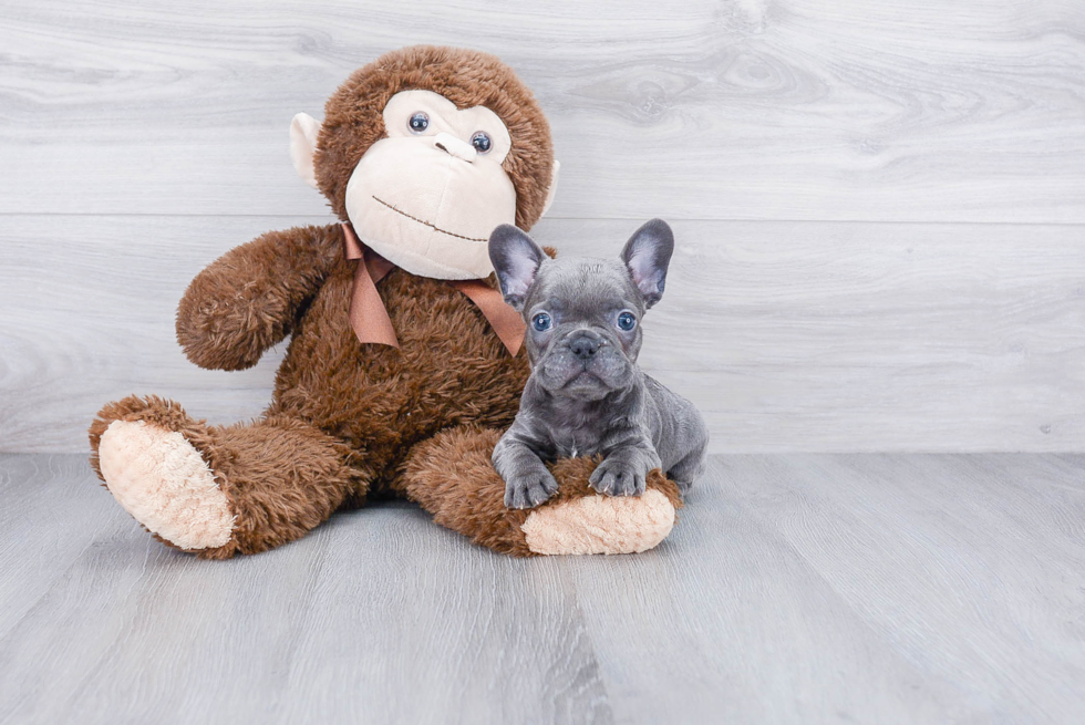 French Bulldog Puppy for Adoption