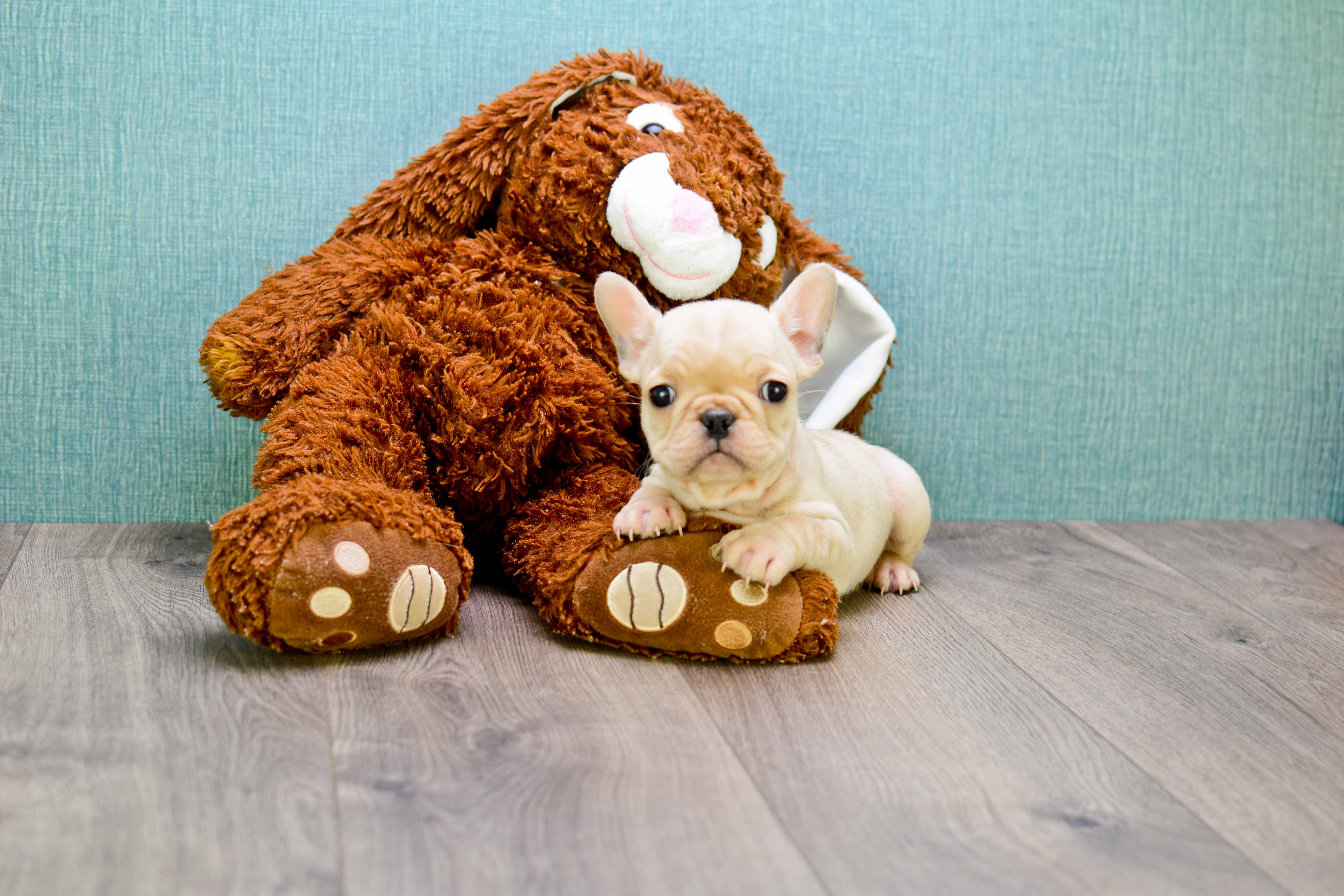 French Bulldog Pup Being Cute