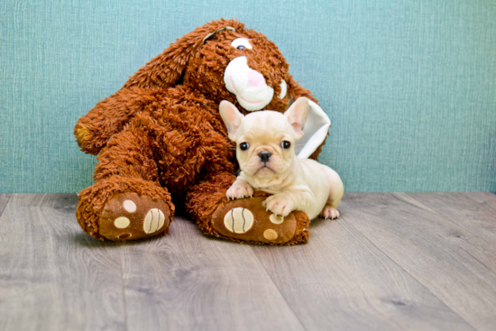 French Bulldog Pup Being Cute