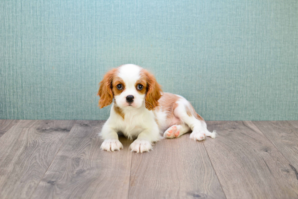 Cavalier King Charles Spaniel Puppy for Adoption