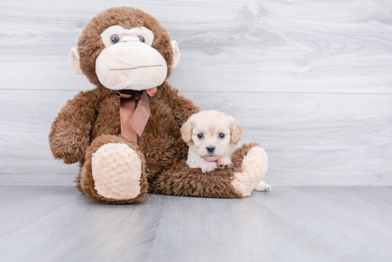 Friendly Cavachon Baby