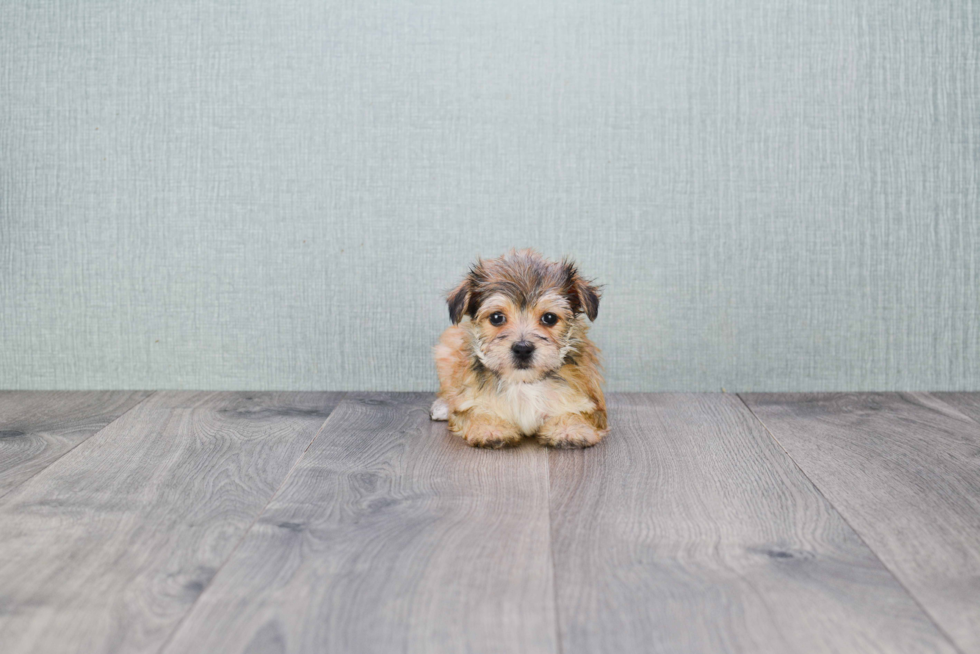 Morkie Puppy for Adoption