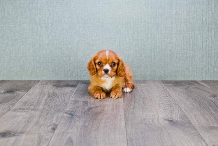 Cute Cavalier King Charles Spaniel Purebred Puppy