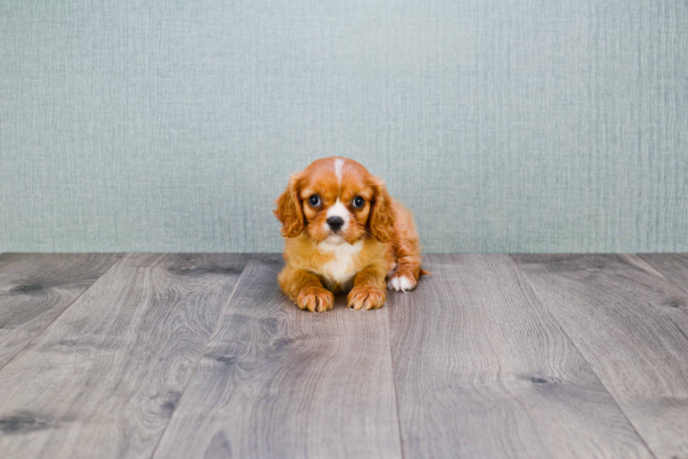 Cute Cavalier King Charles Spaniel Purebred Puppy