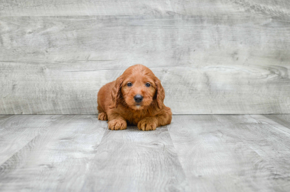 Petite Mini Goldendoodle Poodle Mix Pup