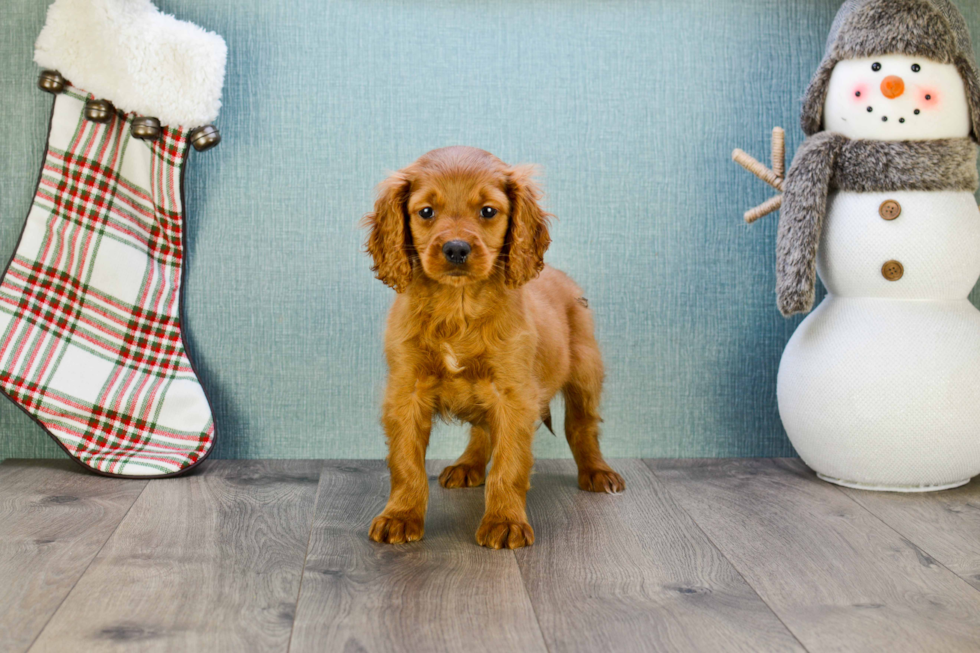 Popular Mini Goldendoodle Poodle Mix Pup