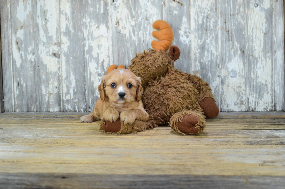 Happy Cavachon Baby