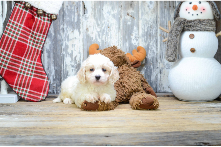 Cavachon Pup Being Cute