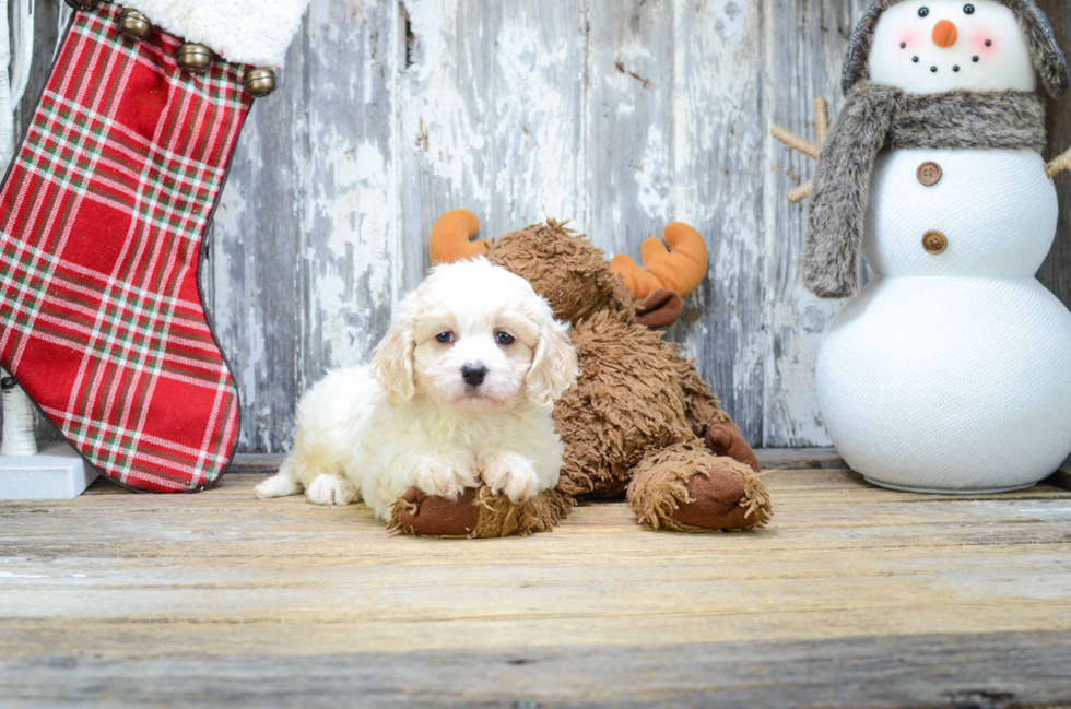 Cavachon Pup Being Cute