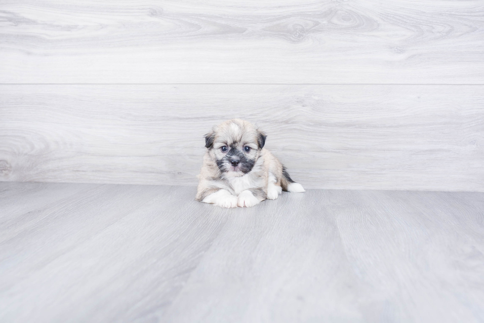 Havanese Pup Being Cute