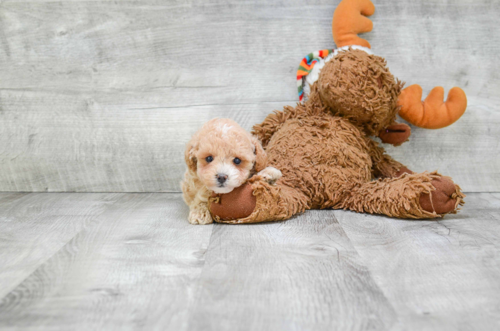 Poodle Pup Being Cute