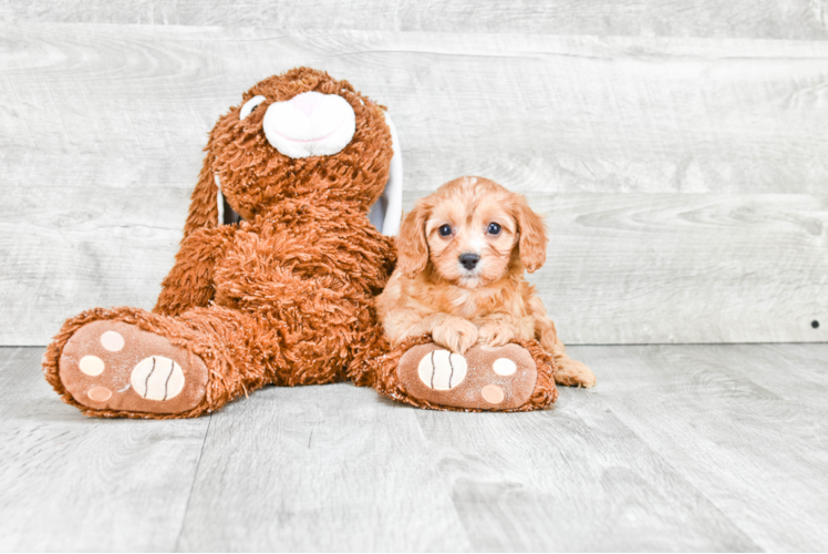 Cavapoo Pup Being Cute