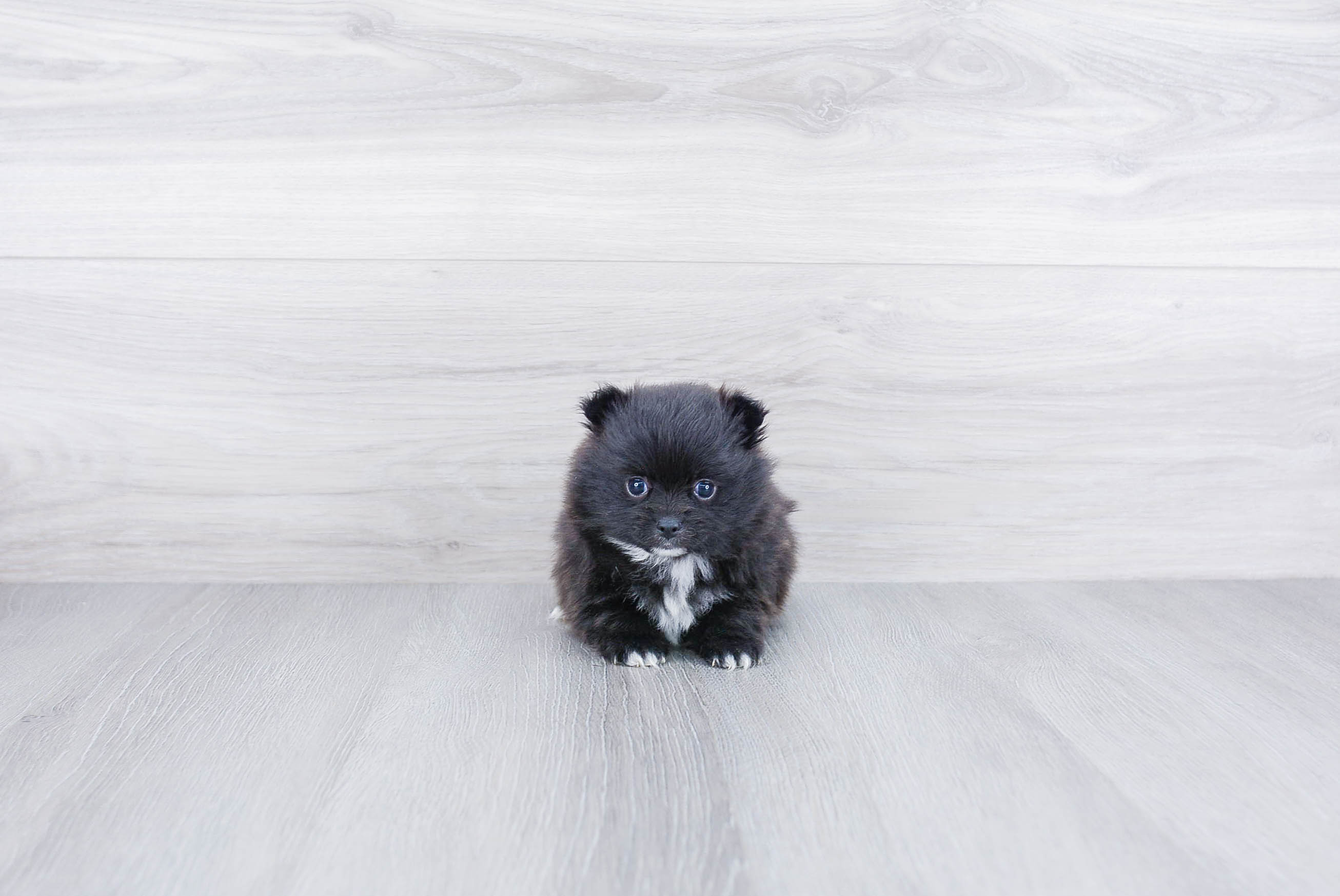 Best Pomeranian Baby