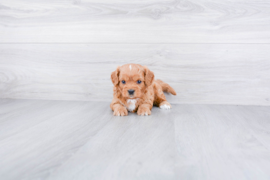 Cavapoo Pup Being Cute