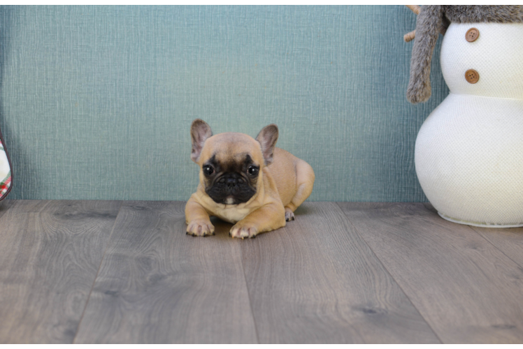 Hypoallergenic French Bulldog Purebred Pup