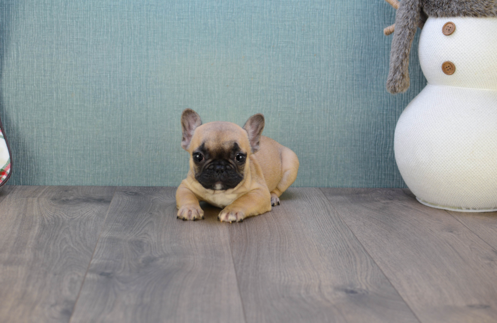 Hypoallergenic French Bulldog Purebred Pup