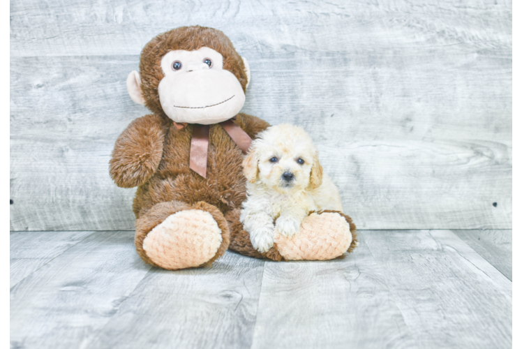 Funny Havanese Baby