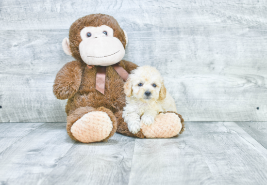 Funny Havanese Baby