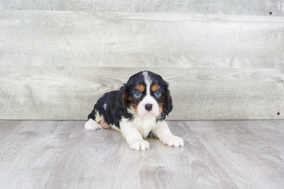 Cavalier King Charles Spaniel Pup Being Cute